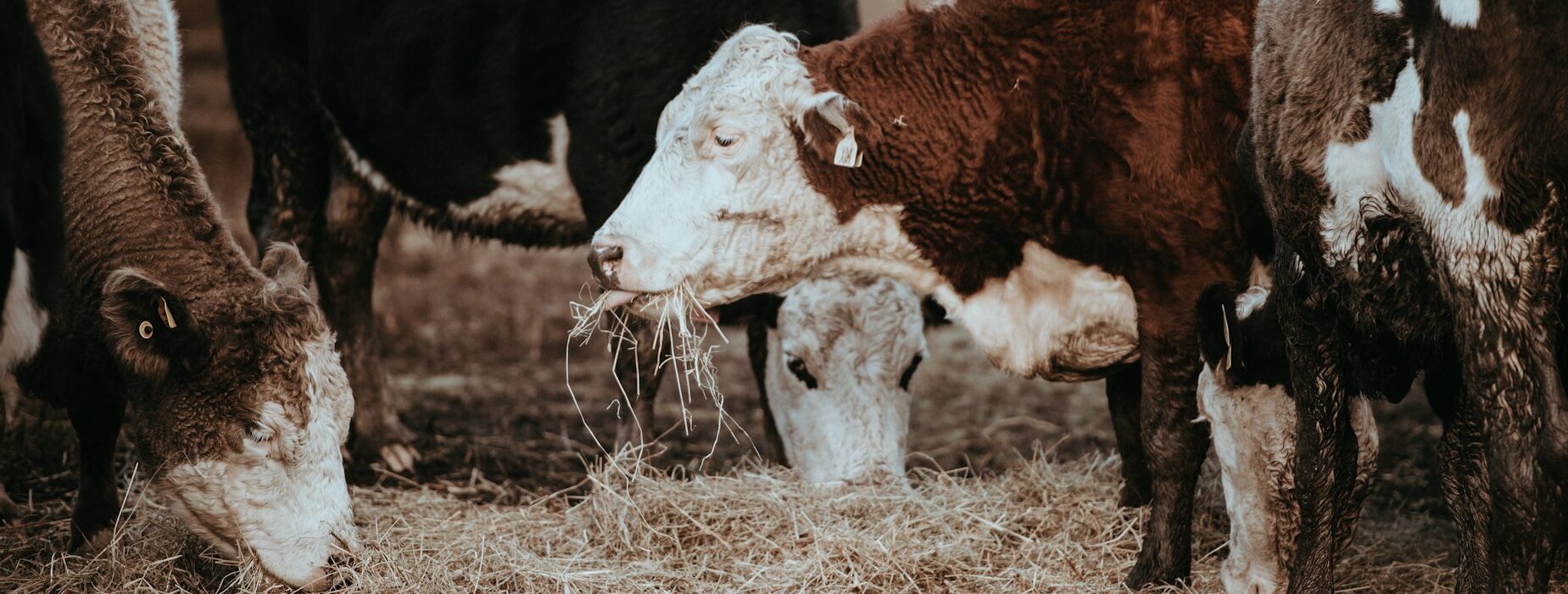 Vaches broutant de la paille